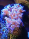 [TodoMarino.com] DrewsYeah! Reef..... 240+70L