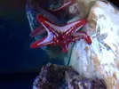 [TodoMarino.com] Mi estrella de mar roja