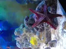[TodoMarino.com] Mi estrella de mar roja