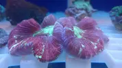 [TodoMarino.com] Peces y color en Tenerife!!