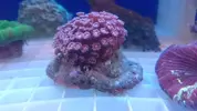 [TodoMarino.com] Peces y color en Tenerife!!
