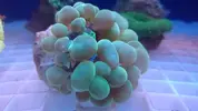 [TodoMarino.com] Peces y color en Tenerife!!