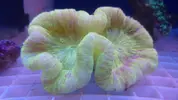 [TodoMarino.com] Peces y color en Tenerife!!