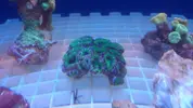 [TodoMarino.com] Peces y color en Tenerife!!