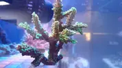 [TodoMarino.com] Peces y color en Tenerife!!