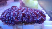 [TodoMarino.com] Peces y color en Tenerife!!