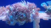 [TodoMarino.com] Peces y color en Tenerife!!