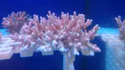 [TodoMarino.com] Peces y color en Tenerife!!