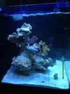 [TodoMarino.com] Blanco´s Reef