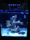 [TodoMarino.com] Blanco´s Reef