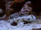 [TodoMarino.com] ¿?signigobius biocellatus o valencianea puellaris¿?