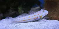 [TodoMarino.com] ¿?signigobius biocellatus o valencianea puellaris¿?