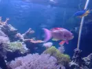 [TodoMarino.com] ¡¡¡¡¡ayuda¡¡¡¡¡¡¡¡ con mi Pseudanthias cheirospilos