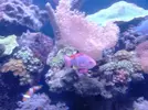 [TodoMarino.com] ¡¡¡¡¡ayuda¡¡¡¡¡¡¡¡ con mi Pseudanthias cheirospilos