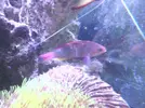 [TodoMarino.com] ¡¡¡¡¡ayuda¡¡¡¡¡¡¡¡ con mi Pseudanthias cheirospilos