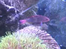 [TodoMarino.com] ¡¡¡¡¡ayuda¡¡¡¡¡¡¡¡ con mi Pseudanthias cheirospilos
