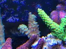 [TodoMarino.com] Que acropora es?