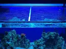 [TodoMarino.com] Teneis el acuario tapado por arriba??
