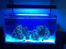 [TodoMarino.com] Teneis el acuario tapado por arriba??