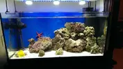 [TodoMarino.com] Mi acuario 100 litros