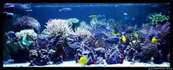 [TodoMarino.com] Acuario TodoMarino del 2º Trimestre de 2012