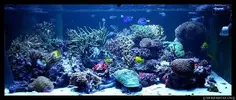 [TodoMarino.com] Acuario TodoMarino del 2º Trimestre de 2012