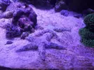 [TodoMarino.com] Biopellet, nitratos 0 = dinos