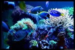 [TodoMarino.com] Acuario TodoMarino del 2º Trimestre de 2012