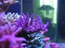 [TodoMarino.com] Sobrevivir sin skimmer