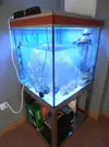[TodoMarino.com] primer proyecto acuario marino Francesco 67x57x65