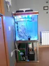 [TodoMarino.com] primer proyecto acuario marino Francesco 67x57x65
