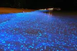 [TodoMarino.com] mar de etrellas fluorescentes