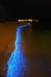 [TodoMarino.com] mar de etrellas fluorescentes