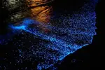 [TodoMarino.com] mar de etrellas fluorescentes