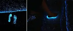 [TodoMarino.com] mar de etrellas fluorescentes