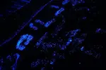 [TodoMarino.com] mar de etrellas fluorescentes