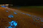 [TodoMarino.com] mar de etrellas fluorescentes