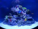 [TodoMarino.com] Poner aquí la foto de vuestro acuario...