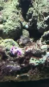 [TodoMarino.com] caracolitos ayudaa