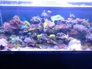 [TodoMarino.com] Poner aquí la foto de vuestro acuario...