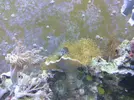 [TodoMarino.com] Posible incompatibilidad con entacmaea quadricolor?