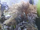 [TodoMarino.com] Posible incompatibilidad con entacmaea quadricolor?