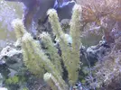 [TodoMarino.com] Posible incompatibilidad con entacmaea quadricolor?