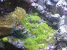 [TodoMarino.com] Posible incompatibilidad con entacmaea quadricolor?