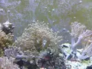 [TodoMarino.com] Posible incompatibilidad con entacmaea quadricolor?