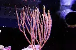 [TodoMarino.com] Que coral es?
