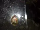 [TodoMarino.com] IDENTIFICACION ANIMALILLO. Bueno o malo...