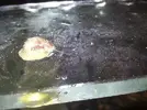 [TodoMarino.com] IDENTIFICACION ANIMALILLO. Bueno o malo...