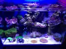 [TodoMarino.com] Pandora reef