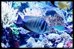 [TodoMarino.com] Acuario TodoMarino del 2º Trimestre de 2012